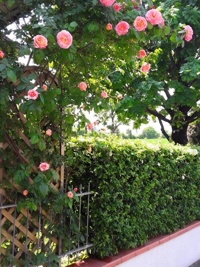 B&B La Rosa Gialla มาราเนลโล ภายนอก รูปภาพ